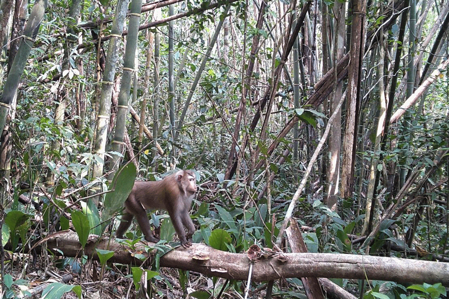 Observer la faune sauvage au Cambodge : une expérience nature unique en Asie du Sud-Est