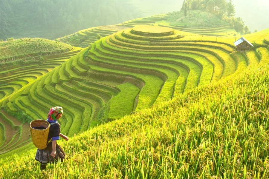 Paysages au Vietnam