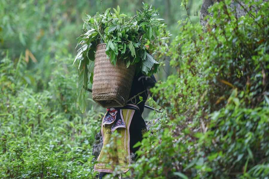 Plantes médicinales utilisées pour le bain aux herbes des Dao rouges à Sapa
