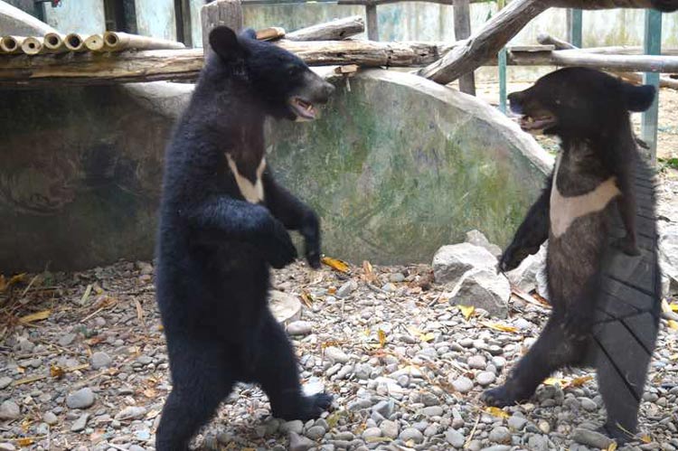  Bear Rescue Center se trouve à proximité de la cascade de Kuang Si