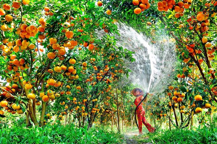 Accès aux jardins fruitiers est gratuit, et vous ne déboursez de l'argent que lors d'achat des fruits