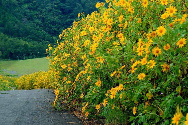 Saison des tournesols sauvages à Binh Phuoc