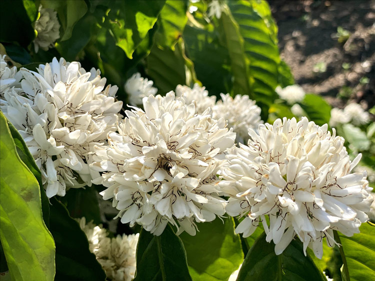 Saison de floraison des fleurs de café dans les hauts plateaux du centre