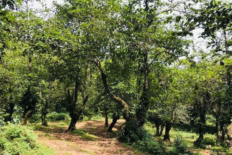 forêt de Dakchung