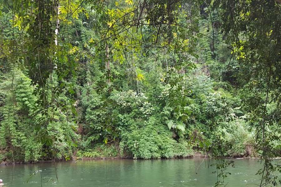  la forêt de Dakong