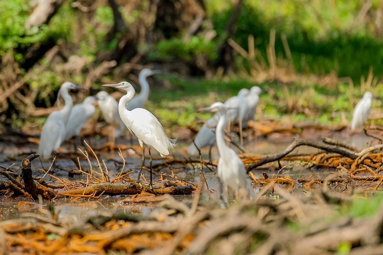 Animaux en saison flottante