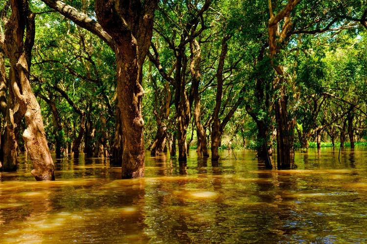 Forêt inondée de Siem Reap au lac de Tonlé Sap