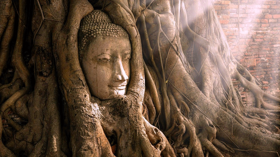 Tête de Bouddha prise dans les racines d'un figuier au Wat Mahathat d'Ayutthaya