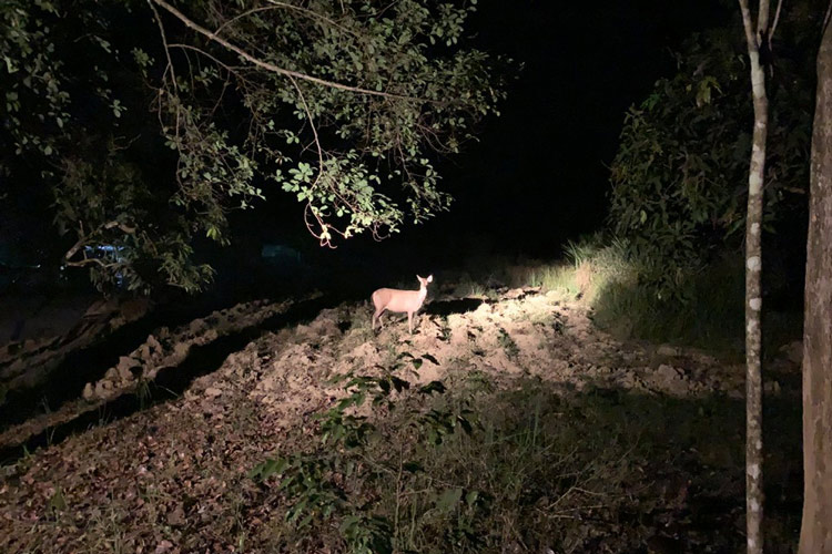 Le parc national de Nam Cat Tien