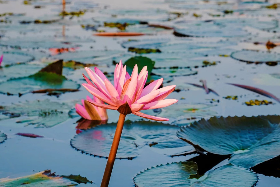 Mer de Lotus Rouge
