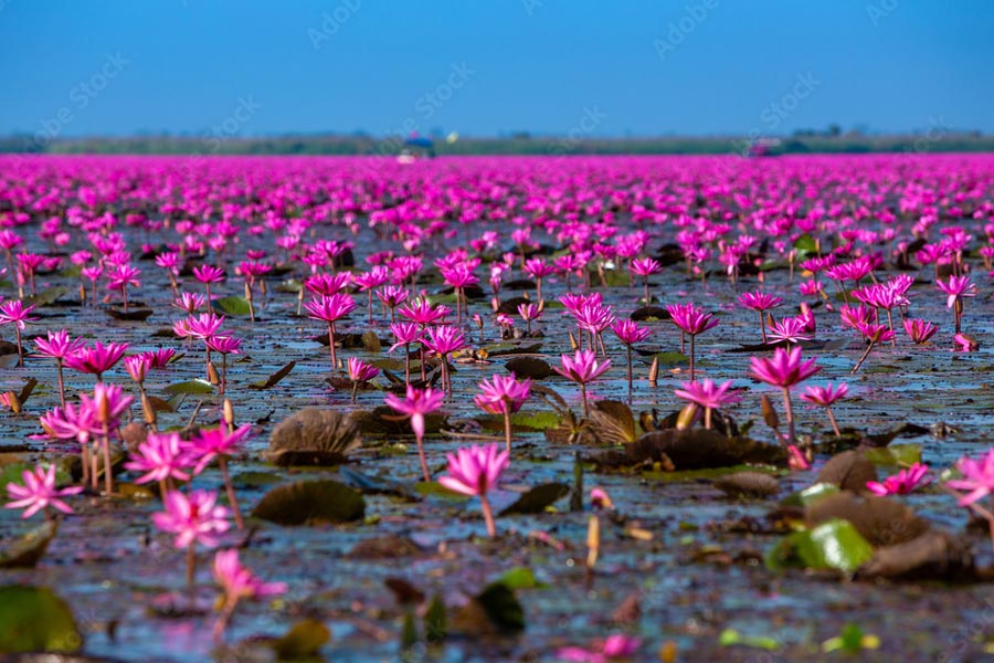 Mer de Lotus Rouge
