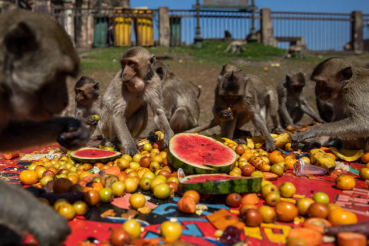 Festival dans la région de Phra Prang Sam Yot