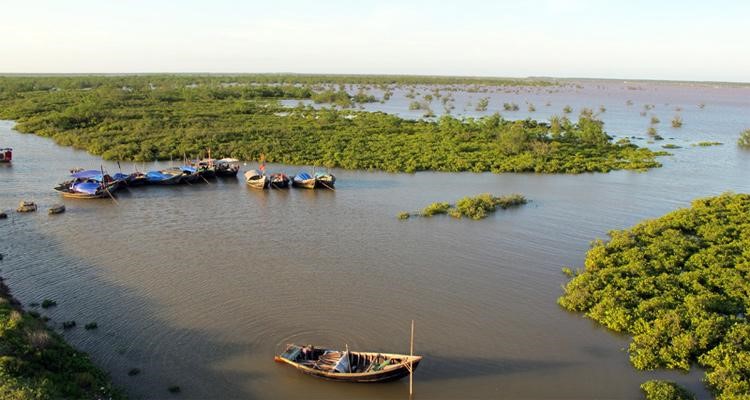 Forêt de mangrove à Thai Binh