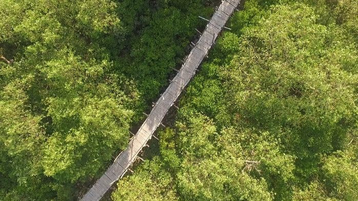 Un pont de bambou unique traversant la forêt de mangrove à Con Den