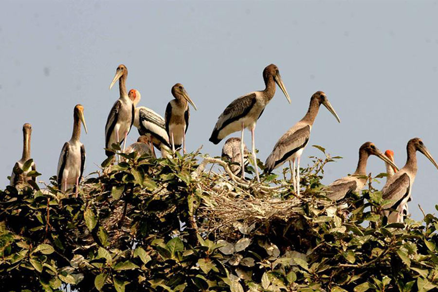 Explorez la réserve ornithologique de Prek Toal