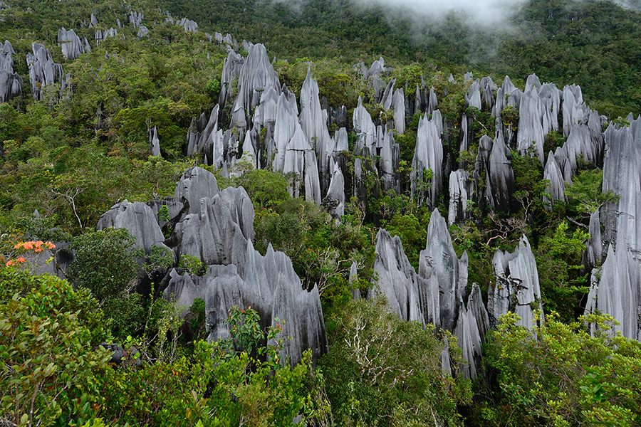 Parc national de Gunung Mulu à Sarawak offre grottes spectaculaires et forêts tropicales 