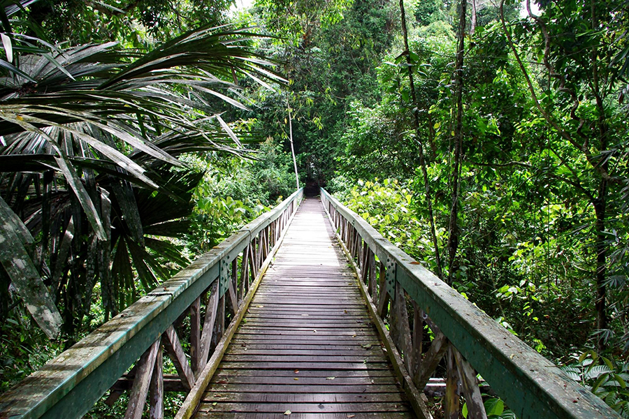 Parc national de Lambir Hills à Sarawak offre des forêts luxuriantes