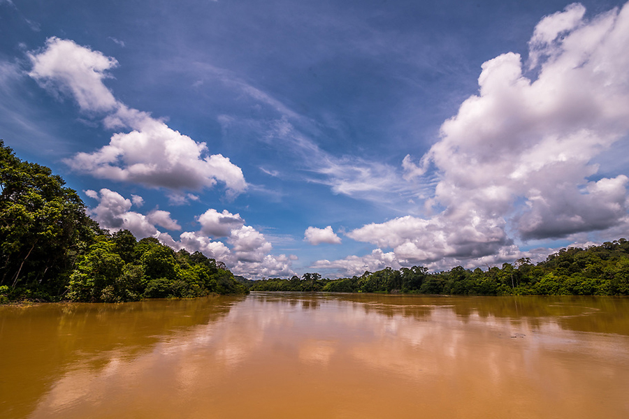 Rivière à Sarawak : écosystème denses et luxuriants