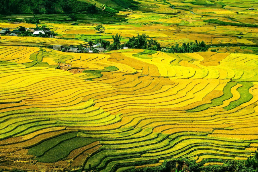 les rizières dans les chemins du trekking du Vietnam