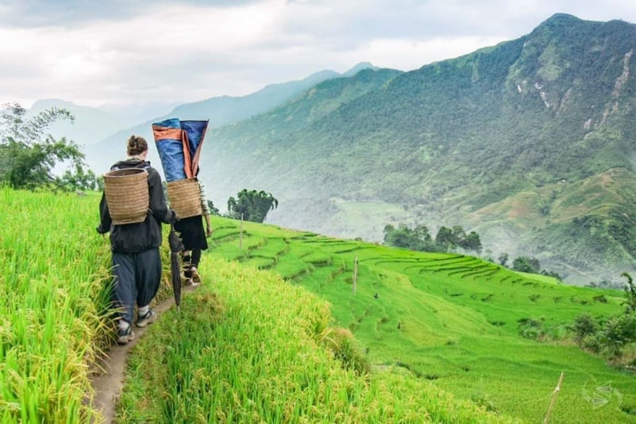 Randonnée à travers les rizières en terrasses de Sapa