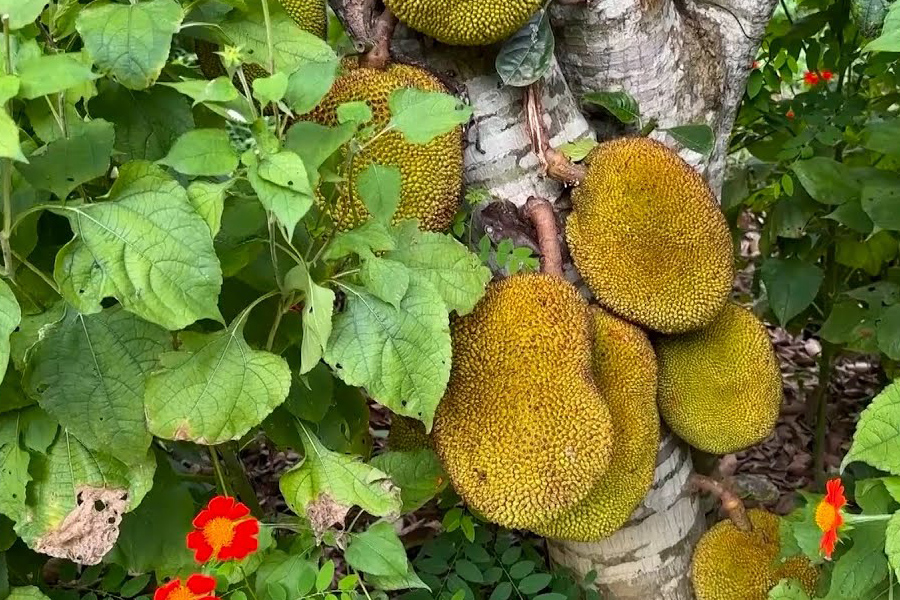 les visiteurs peuvent déguster directement des goyaves, papayes, longanes ou jujubes frais