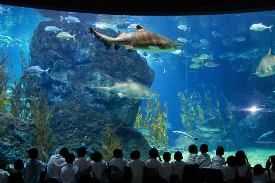 Plongée magique dans le monde marin au SEA LIFE Bangkok Ocean World