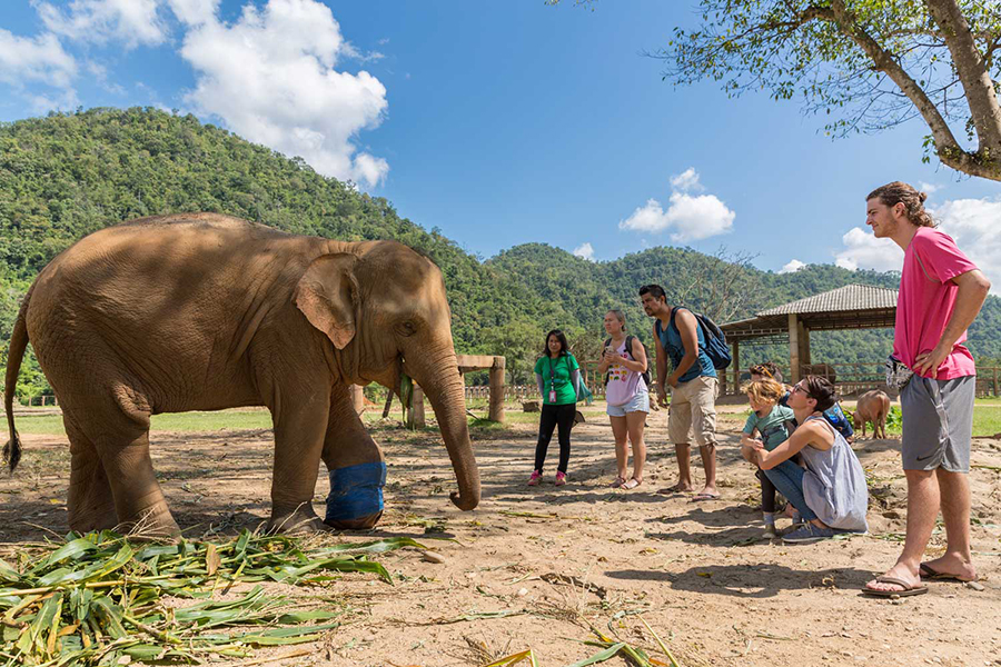 Rencontre inoubliable au Parc naturel d'Élephant à Chiang Mai