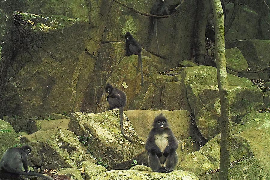 Nam Et-Phou Louey est vraiment un joyau naturel intact 