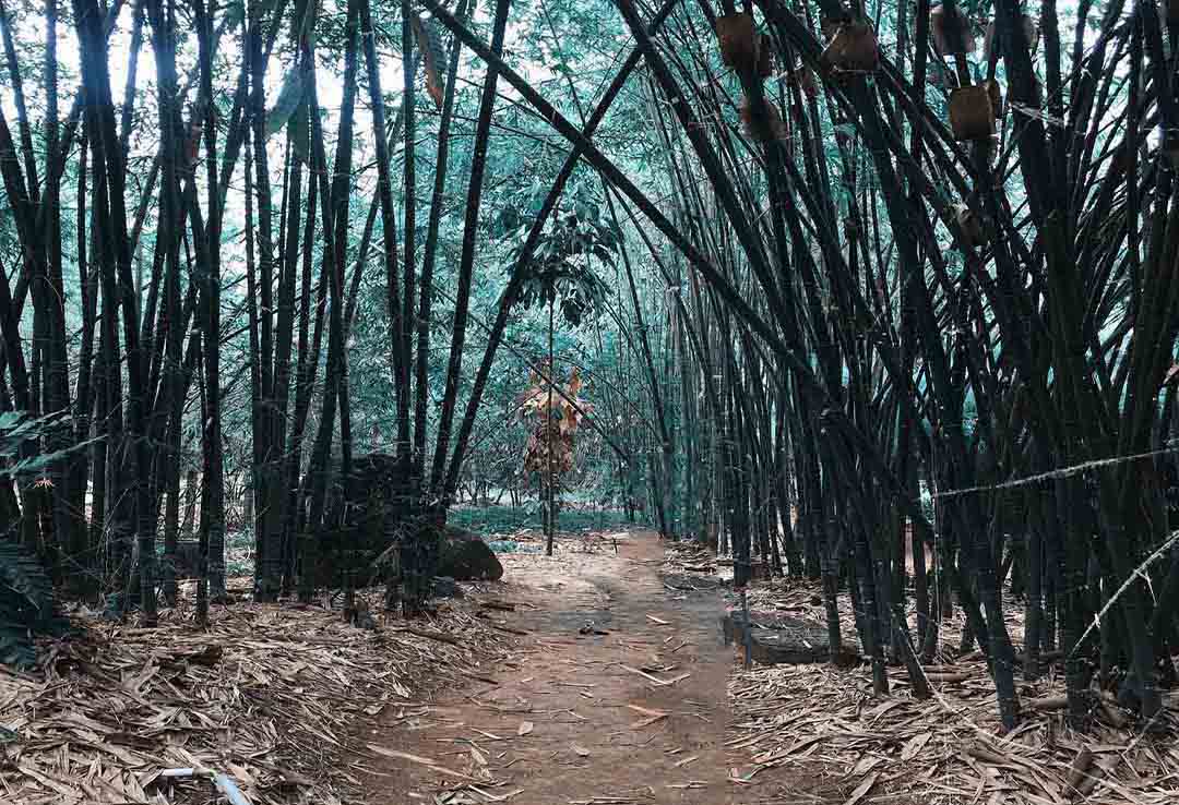 Le village de bambou est conçu avec deux espaces distincts : le musée du bambou et la zone de recherche