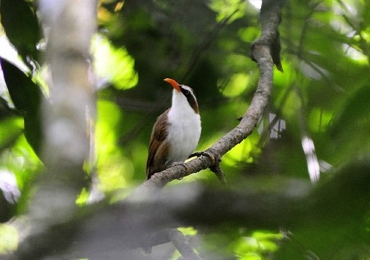 Un oiseau rare dans le parc naturel de Ta Dung 