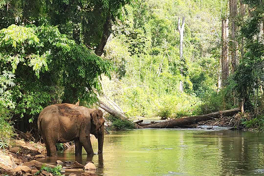 L'éléphant dans la forêt de Mondulkiri