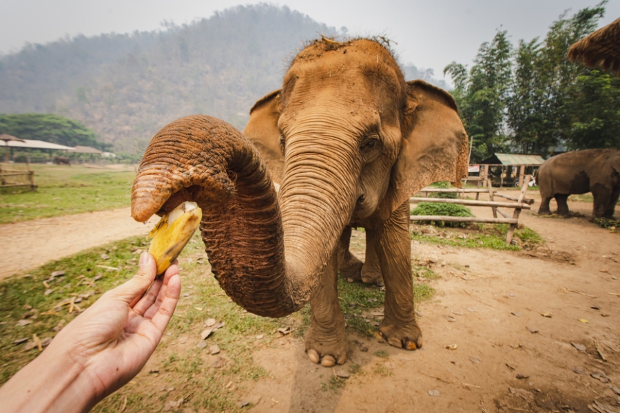 Une rencontre éthique avec les éléphants lors d'un voyage sur mesure en Thaïlande pour les familles.