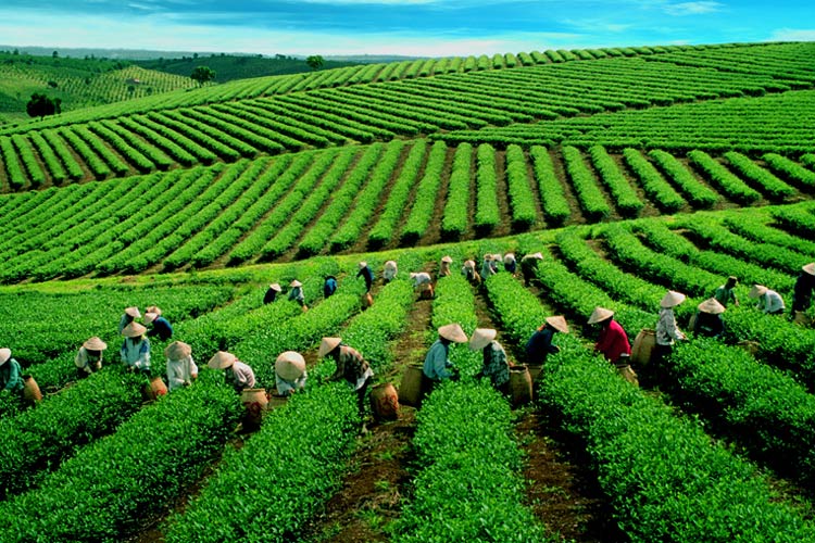 un paysage magnifique semblable à un immense tapis vert