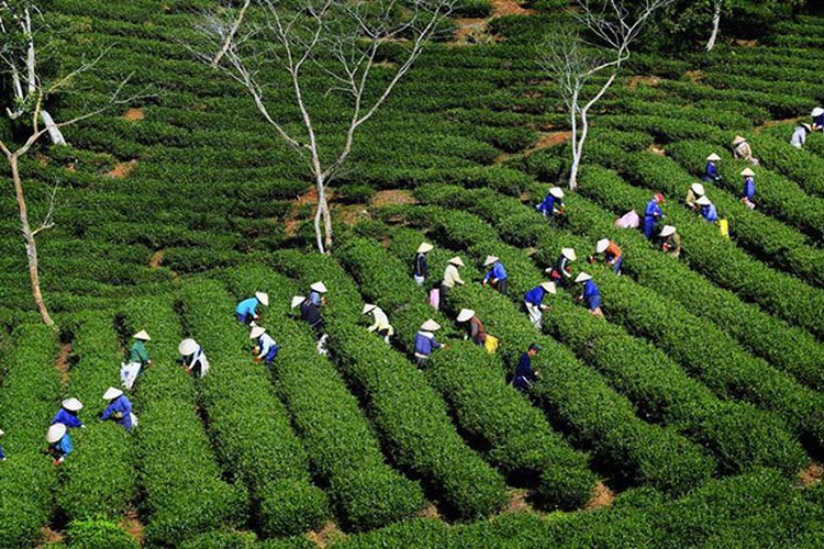 La colline de thé de Cau Dat, un joyau verdoyant niché dans la province de Lam Dong