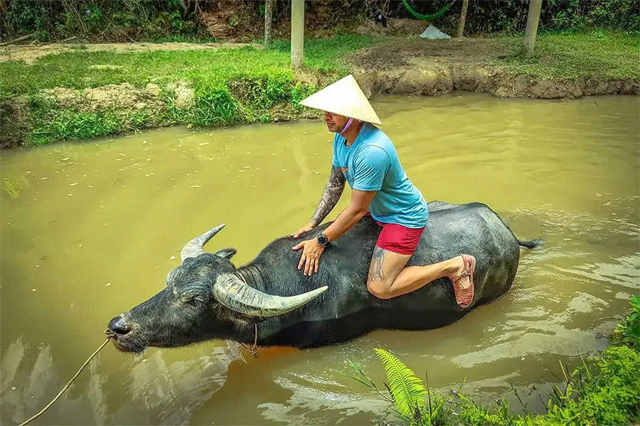 Outre les canards, vous pourrez également rencontrer de jolis buffles au Duck Stop à Quang Binh