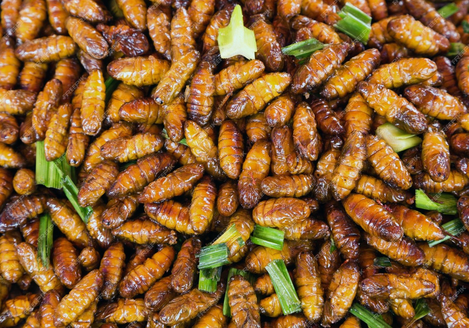 Grillons, grillons à manger, insectes comestibles thailande, insectes à  manger