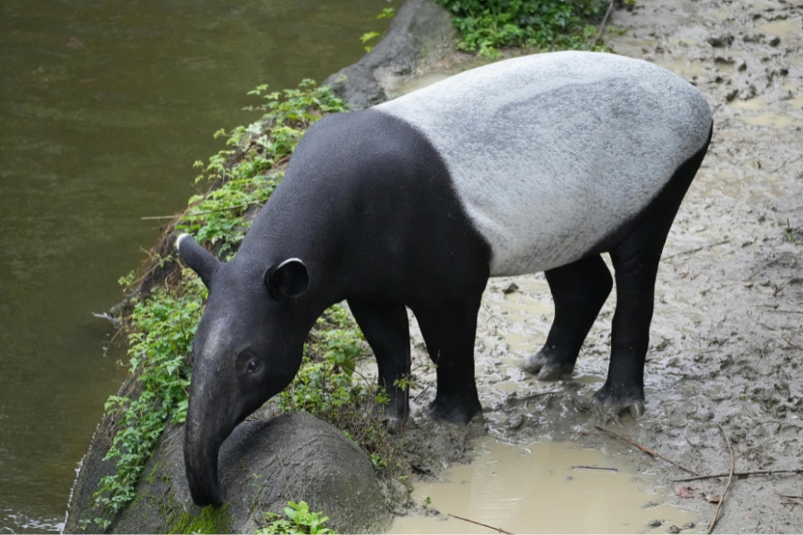 Faire un trek au Taman Negara pour observer la faune sauvage Malaisie.