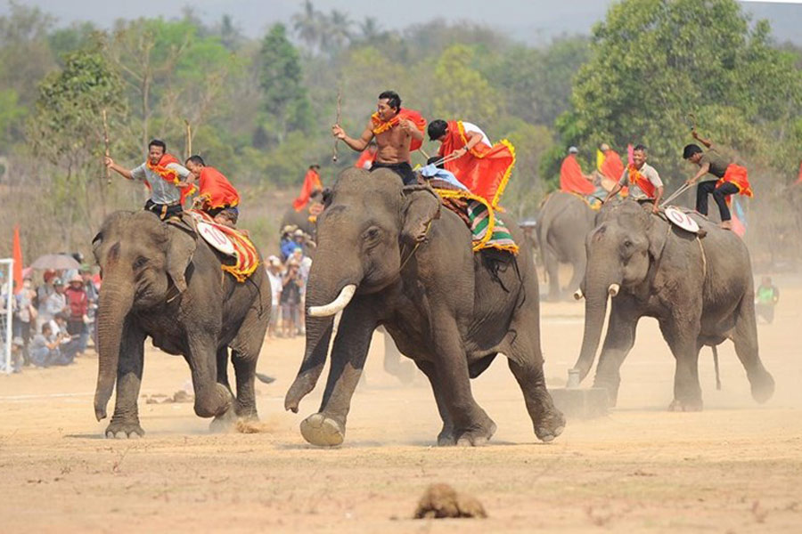 Festival de courses d'éléphants à Dak Lak