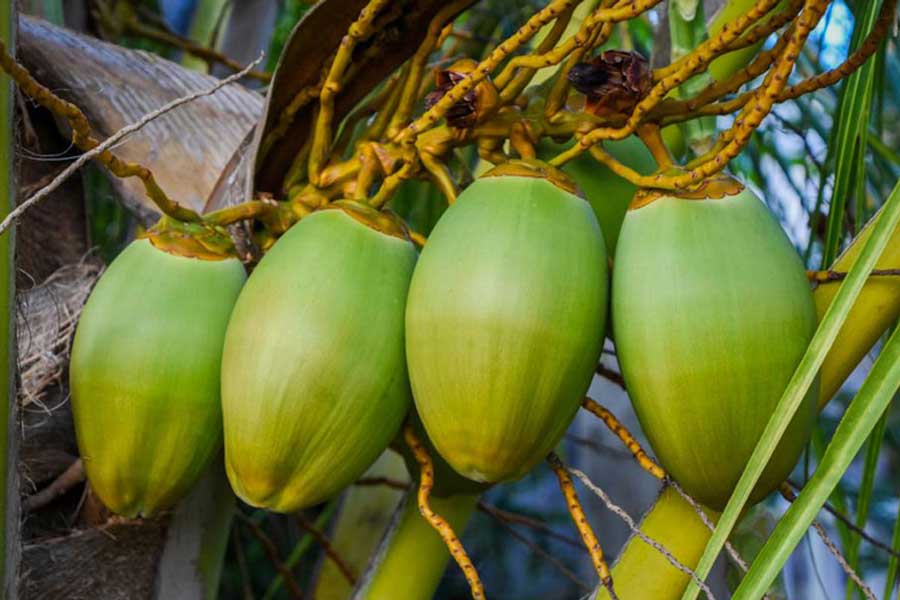 Top 10 des célèbres fruits au Cambodge : un festival de saveurs exotiques