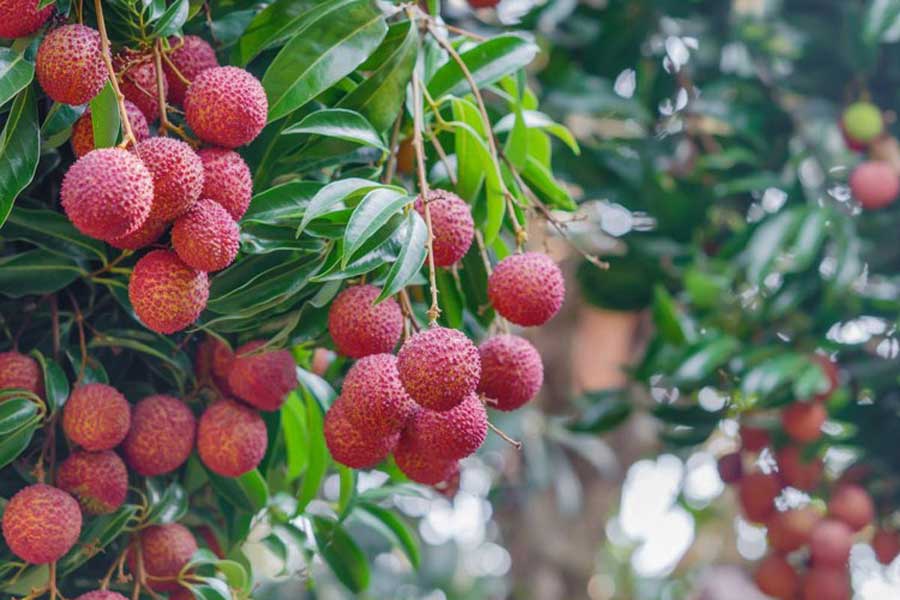 Top 10 des célèbres fruits au Cambodge : un festival de saveurs exotiques