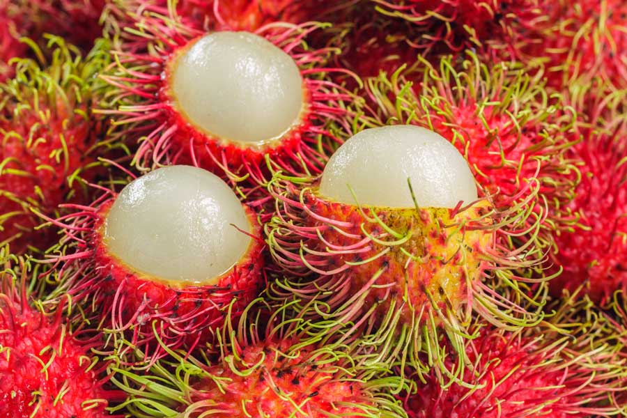 Top 10 des célèbres fruits au Cambodge : un festival de saveurs exotiques