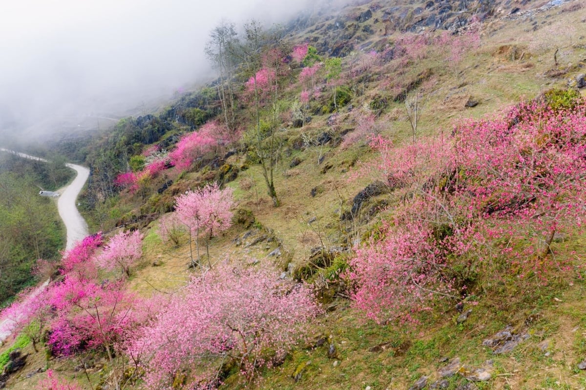 Fleurs de pêcher sauvages sur les montagnes à Ha Giang