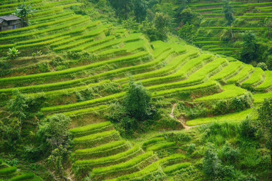 Les rizières en terrasses de Hoang Su Phi est l'un des beaux lieux de photographie à Ha Giang 