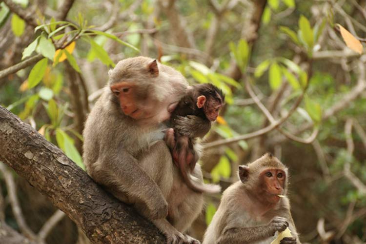 Macaques assis sur une branche sur l'île aux Singes de Cát Bà