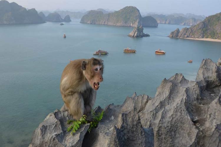 En montant sur le sommet, vous rencontrerez les singes sauvages