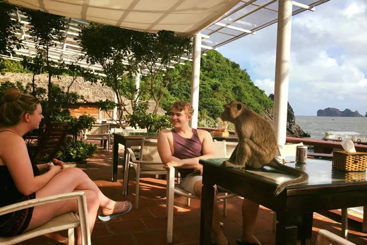 Il ne faut pas taquiner les singes pour éviter les blessures
