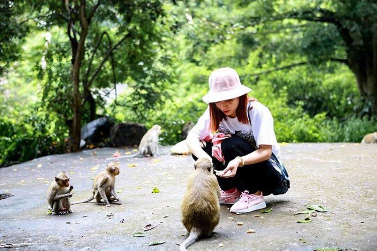 Les singes sur l'ile sont toujours curieux
