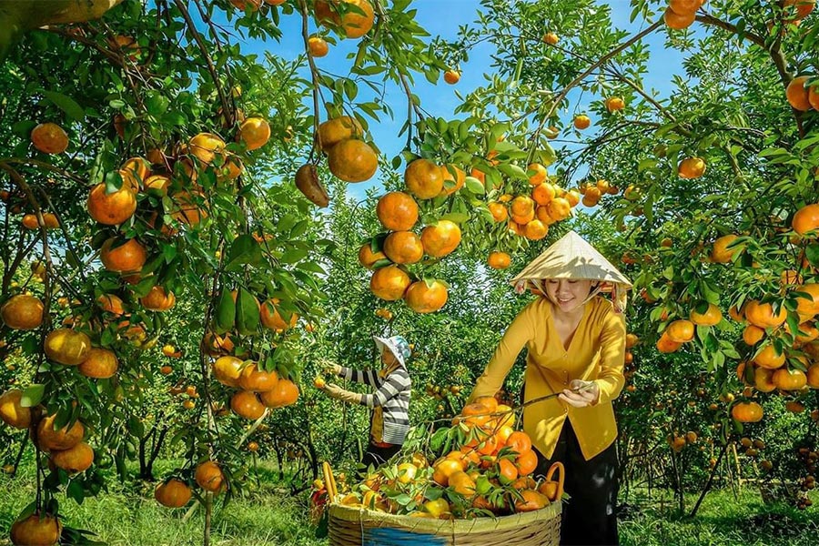 Voyage au delta du Mékong - jardin de fruit