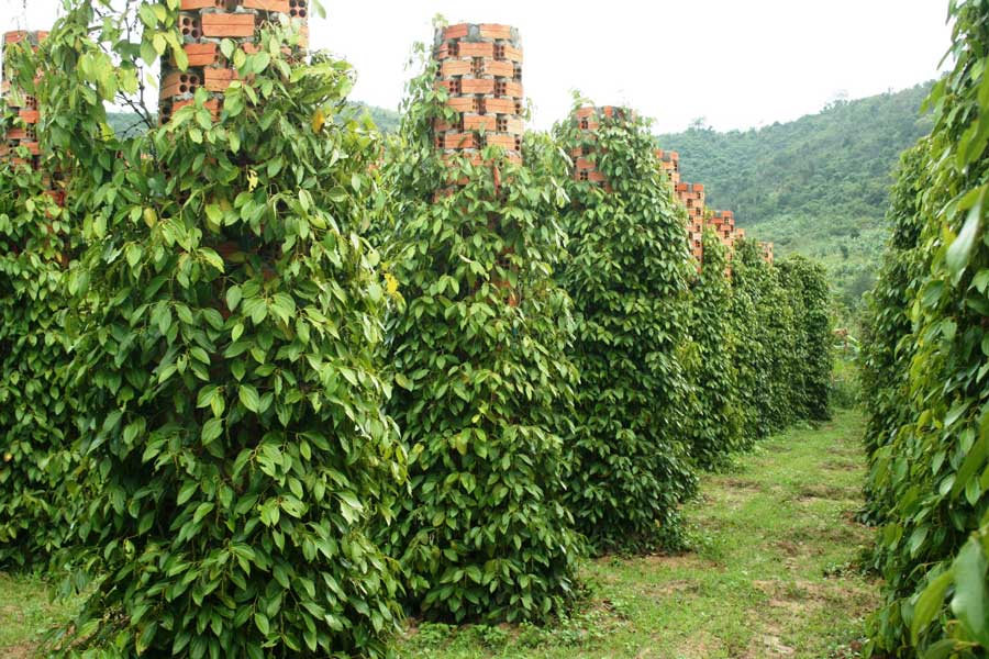 Vastes plantations de poivre à Kampot