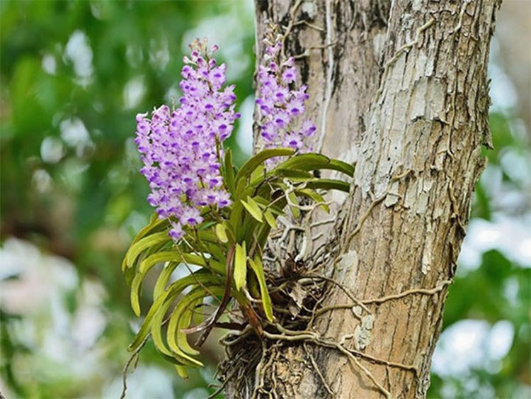 Orchidées rares